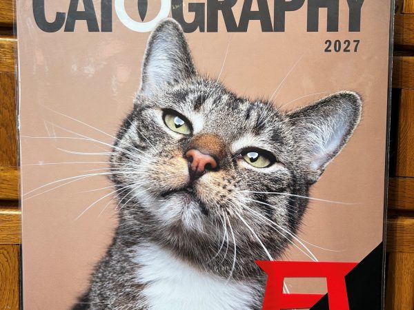 Ackermanns Catography Katzen Kalender 2027