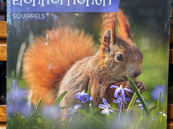 Ackermanns Eichhörnchen Kalender 2027